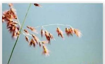 蓝冠内部招才,蓝冠正规吗？