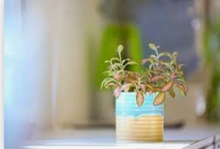 蓝冠怎么招商代理？,蓝冠总代理