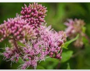 蓝冠登录注册,蓝冠注册网址