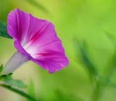 蓝冠平台用户,蓝冠代理职场模拟