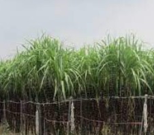 蓝冠注册会员,蓝冠招聘